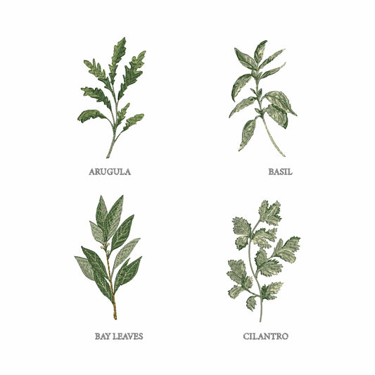 Herb Set  of Basil and Cilantro Machine Embroidery Design